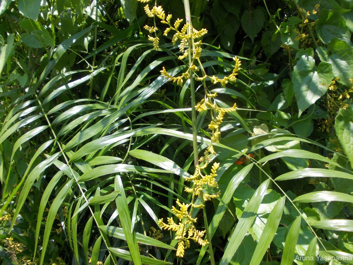 Calamus rotang L.